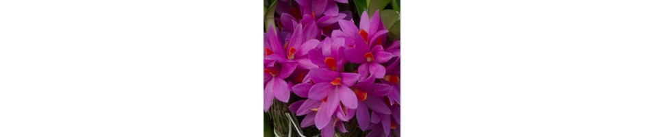 Les coups de cœur de La Canopée, des orchidées à découvrir !