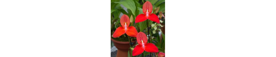 Les Disas sont des orchidées terrestres fascinantes, à cultiver en climat frais toute l'année.