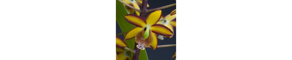 Une sélection d'orchidées  particulièrement rares et difficiles à trouver.