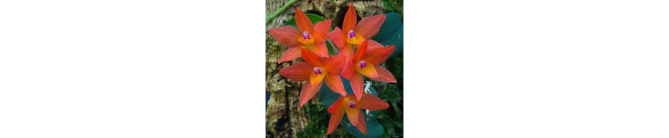 Des orchidées de petite taille qui trouveront leur place dans des installations de type orchidarium.