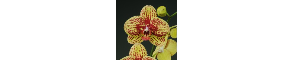 Une sélection d'orchidées faciles à vivre, qui pardonnent les erreurs du débutant.