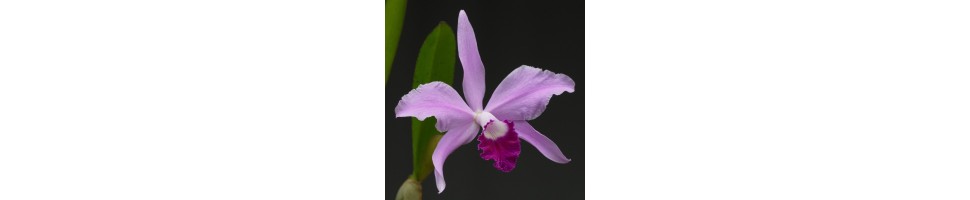 Les orchidées crées par La Canopée