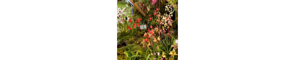 Les orchidées de La Canopée, accès au choix par catégories