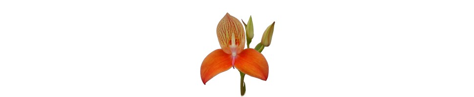 Disa et autres terrestres hybrides orchidées, vente