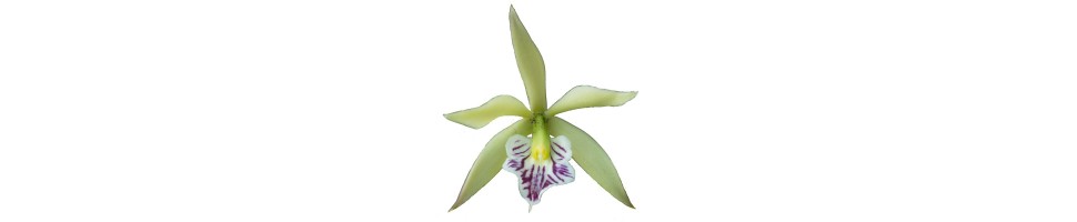 Prosthechea hybrides orchidées, vente