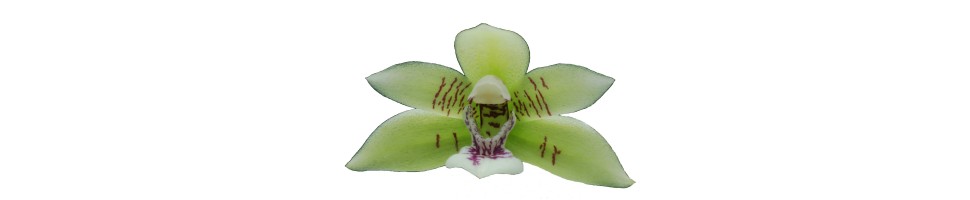 Zygopetalum et alliés orchidées, vente