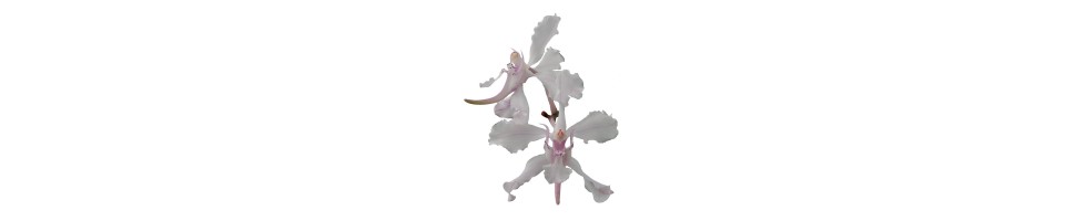 Vanda et alliés orchidées, vente