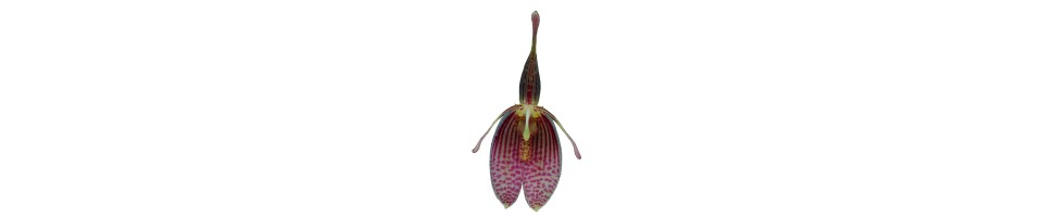 Pleurothallis et alliés orchidées, vente