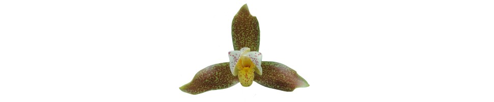 Lycaste et alliés orchidées, vente