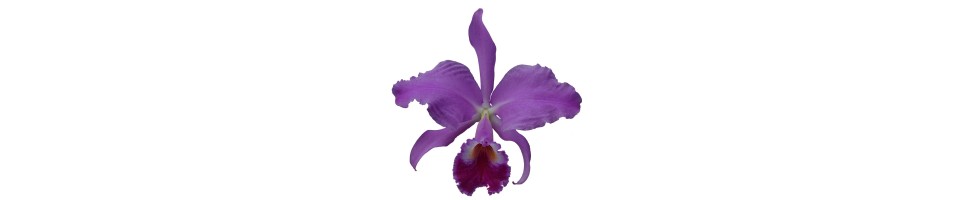 Cattleya et alliés orchidées, vente