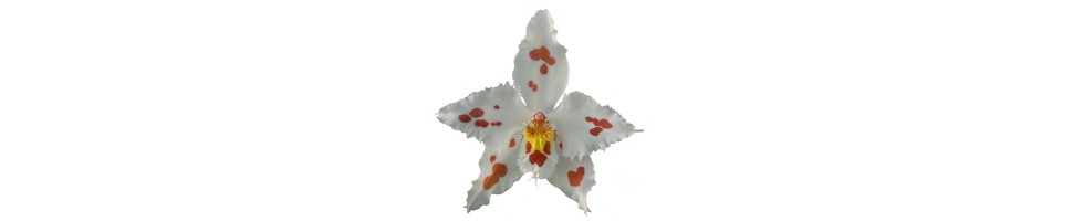 Oncidium et alliés orchidées, vente