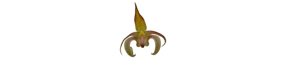Bulbophyllum orchidées, vente