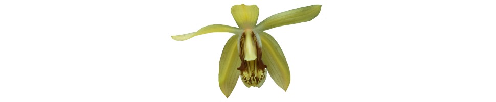 Coelogyne et alliés orchidées, vente