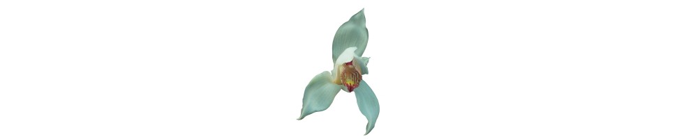 Cymbidium botaniques orchidées, vente
