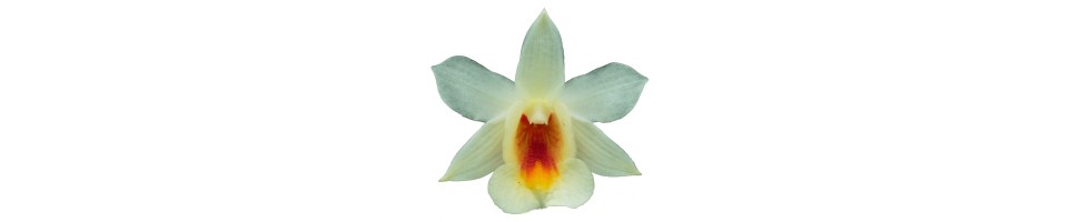 Dendrobium botaniques orchidées, vente