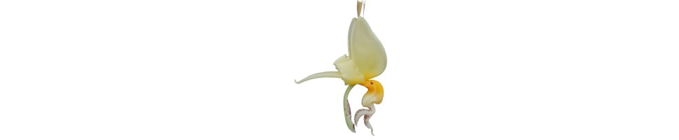 Stanhopea et alliés orchidées, vente