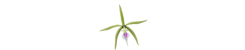 Epidendrum et alliés orchidées, vente
