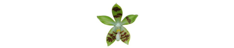 Phalaenopsis botaniques orchidées, vente