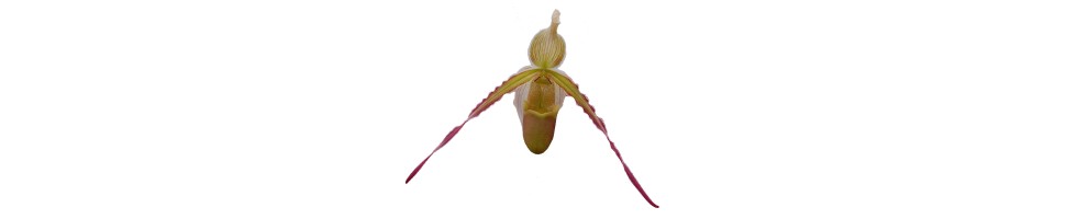 Phragmipedium botaniques orchidées, vente