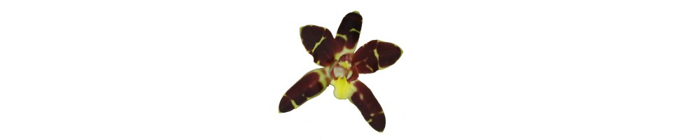 Autres orchidées botaniques, vente