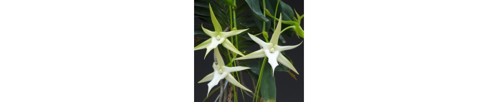 De la plus simple à la plus rare, de nombreuses orchidées botaniques pour votre collection.