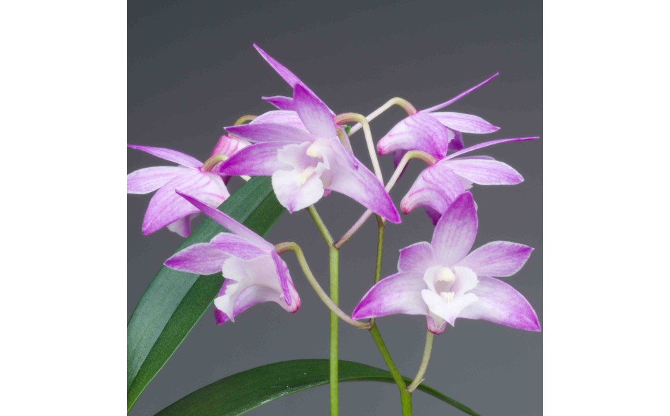 Dendrobium kingianum